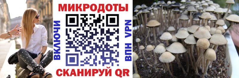 Псилоцибиновые грибы Cubensis  кракен рабочий сайт  Сарапул 